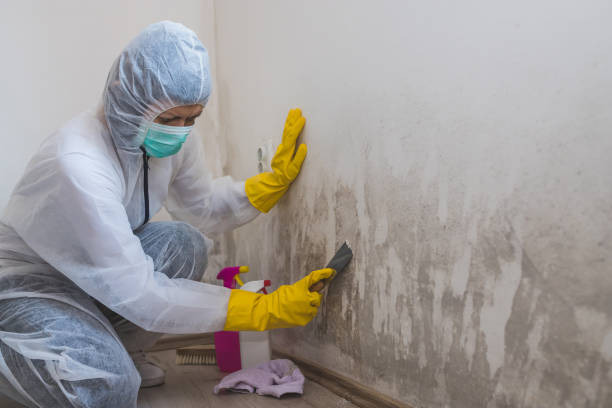 Best Attic Mold Removal  in Blossburg, PA