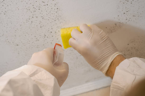 Best Residential Mold Inspection & Testing  in Blossburg, PA