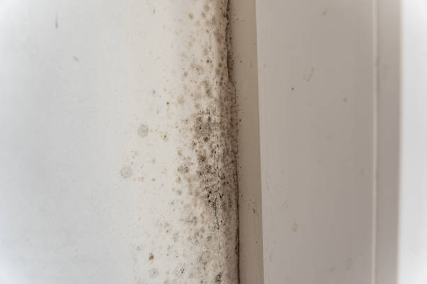 Best Black Mold Removal  in Blossburg, PA